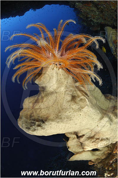 Ternate, Alor, Indonesia, Sponge, Porifera, Reef, Wall, Crinoid, Crinoidea, Feather star, Echinodermata, Echinoderm