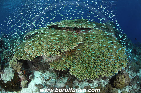 Ternate, Alor, Indonesia, Acropora hyacinthus, Acropora, Acroporidae, Table Coral, Coral, Anthozoa, Cnidaria, Cnidarian, Reef, Chromis viridis, Chromis, Pomacentridae, Blue-green chromis, Fish, Fish school