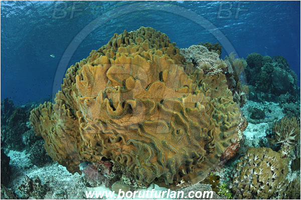 Ternate, Alor, Indonesia, Lobophytum sp., Lobophytum, Alcyoniidae, Ridged leather coral, Leather coral, Coral, Cnidaria, Cnidarian, Reef