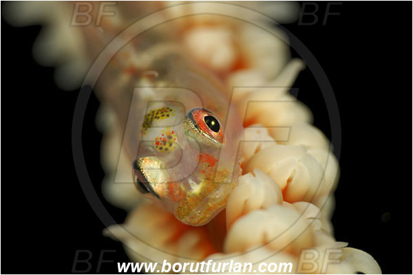Pantar, Alor, Indonesia, Bryaninops sp., Bryaninops, Goby, Gobiidae, Fish, Portrait