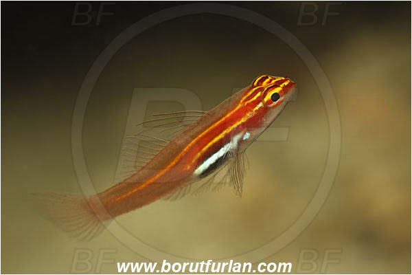 Pantar, Alor, Indonesia, Eviota pellucida, Eviota, Gobiidae, Neon Pygmy Goby, Transparent Pygmy Goby, Goby, Fish