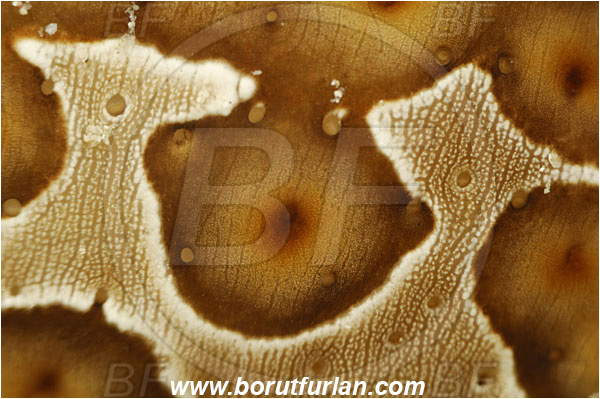 Pantar, Alor, Indonesia, Bohadschia argus, Eyed Sea Cucumber, Sea Cucumber, Holothuriidae, Echinodermata, Echinoderm, Abstract