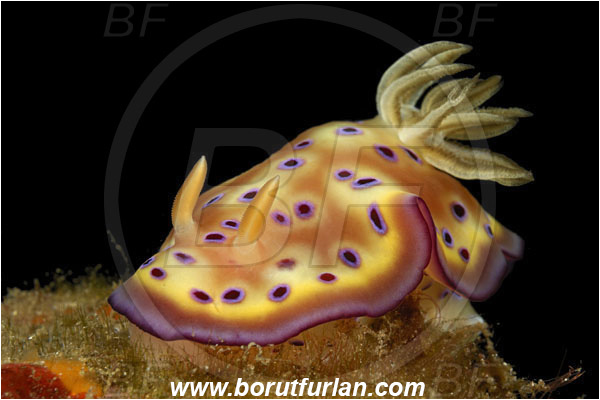 Alor, Indonesia, Goniobranchus kuniei, Goniobranchus, Chromodorididae, Kunie