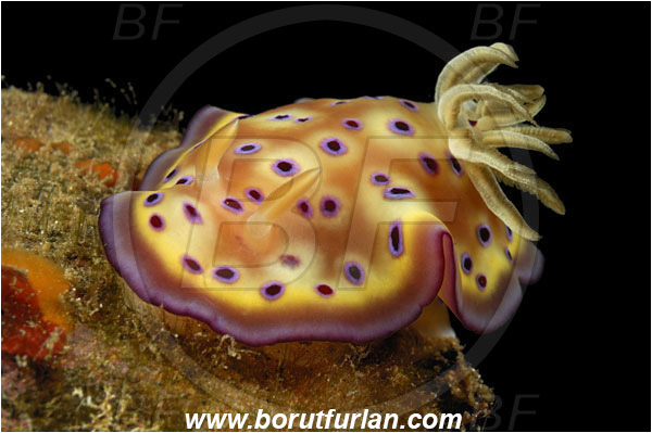 Alor, Indonesia, Goniobranchus kuniei, Goniobranchus, Chromodorididae, Kunie