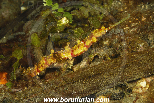Alor, Indonesia, Halicampus macrorhynchus, Halicampus, Syngnathidae, Winged Pipefish, Ornate Pipefish, Pipefish, Fish