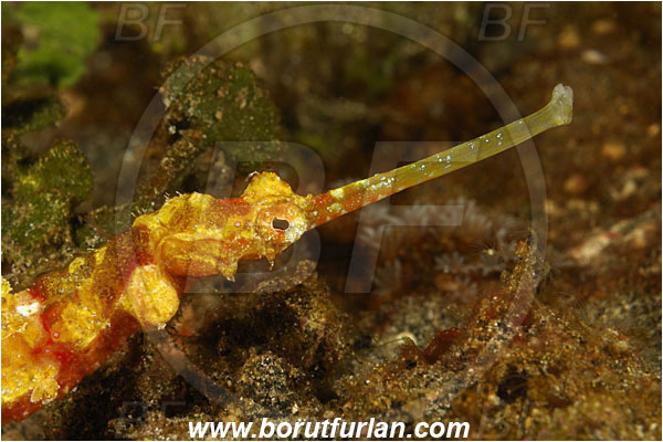 Alor, Indonesia, Halicampus macrorhynchus, Halicampus, Syngnathidae, Winged Pipefish, Ornate Pipefish, Pipefish, Fish, Portrait