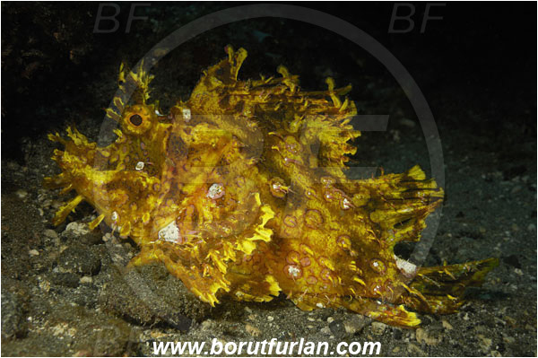 Alor, Indonesia, Rhinopias frondosa, Rhinopias, Scorpaenidae, Weedy Scorpionfish, Scorpionfish, Fish