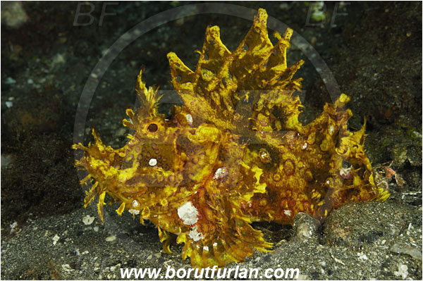 Alor, Indonesia, Rhinopias frondosa, Rhinopias, Scorpaenidae, Weedy Scorpionfish, Scorpionfish, Fish