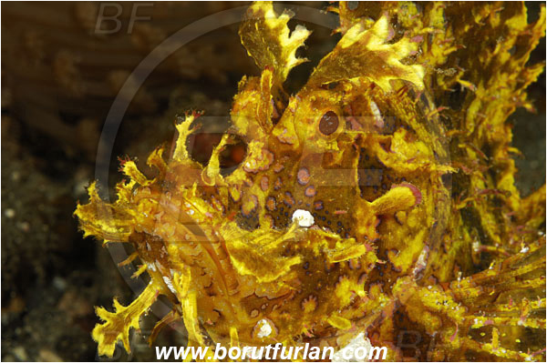 Alor, Indonesia, Rhinopias frondosa, Rhinopias, Scorpaenidae, Weedy Scorpionfish, Scorpionfish, Fish, Portrait
