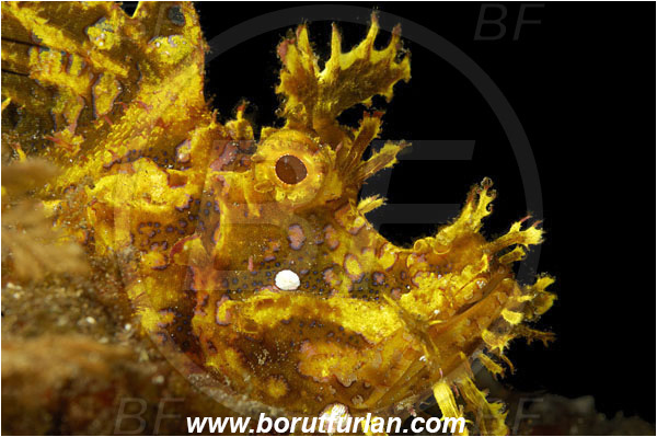 Alor, Indonesia, Rhinopias frondosa, Rhinopias, Scorpaenidae, Weedy Scorpionfish, Scorpionfish, Fish, Portrait