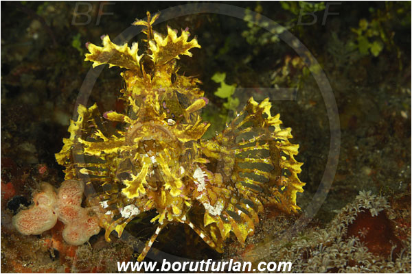 Alor, Indonesia, Rhinopias frondosa, Rhinopias, Scorpaenidae, Weedy Scorpionfish, Scorpionfish, Fish, Portrait