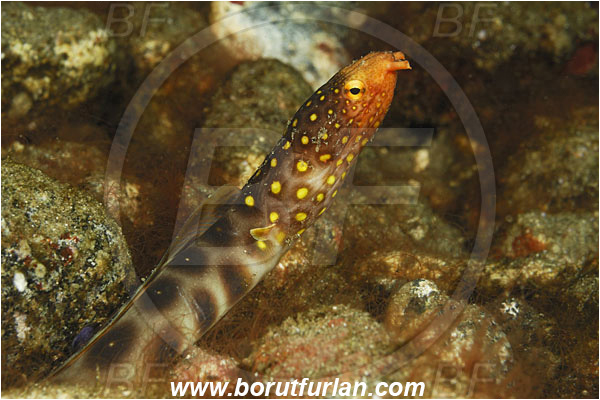 Alor, Indonesia, Ophichthus polyophthalmus, Ophichthus, Ophichthidae, Many-eyed Snake-eel, Large-spotted Snake-eel, Snake-eel, Fish, Portrait