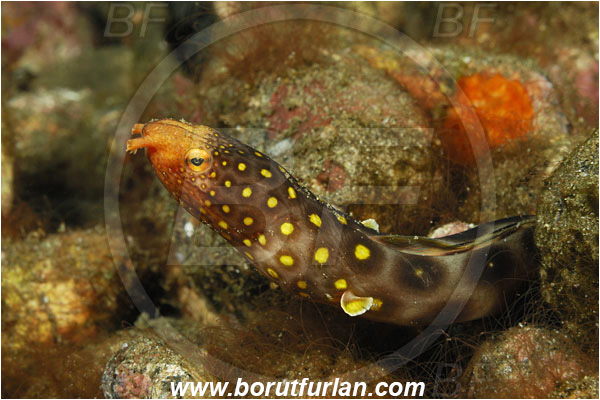 Alor, Indonesia, Ophichthus polyophthalmus, Ophichthus, Ophichthidae, Many-eyed Snake-eel, Large-spotted Snake-eel, Snake-eel, Fish, Portrait