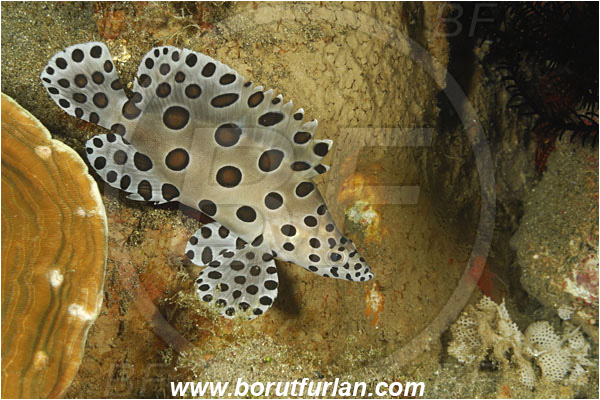 Alor, Indonesia, Cromileptes altivelis, Cromileptes, Serranidae, Humpback grouper, Barramundi cod, Grouper, Fish