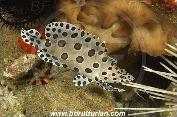Alor, Indonesia, Cromileptes altivelis, Cromileptes, Serranidae, Humpback grouper, Barramundi cod, Grouper, Fish