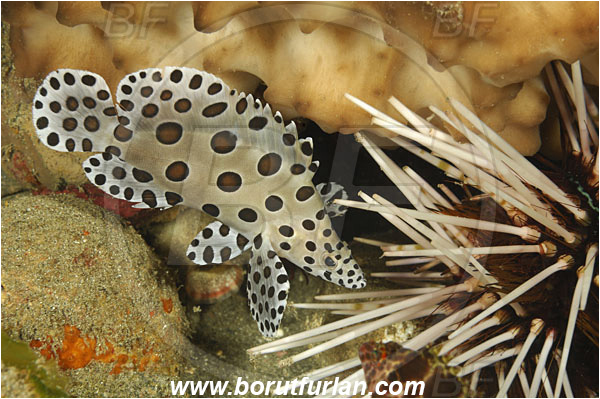 Alor, Indonesia, Cromileptes altivelis, Cromileptes, Serranidae, Humpback grouper, Barramundi cod, Grouper, Fish