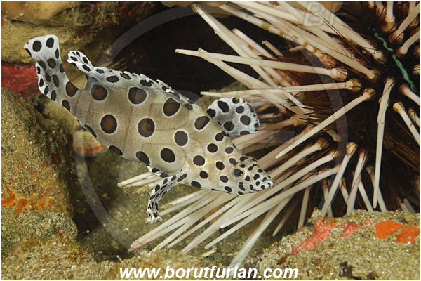 Alor, Indonesia, Cromileptes altivelis, Cromileptes, Serranidae, Humpback grouper, Barramundi cod, Grouper, Fish