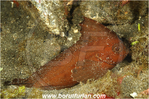 Alor, Indonesia, Ablabys taenianotus, Ablabys, Tetrarogidae, Cockatoo waspfish, Waspfish, Fish