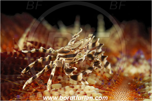 Alor, Indonesia, Zebrida adamsii, Zebrida, Pilumnidae, Decapoda, Zebra Urchin Crab, Crab, Crustacea, Crustacean