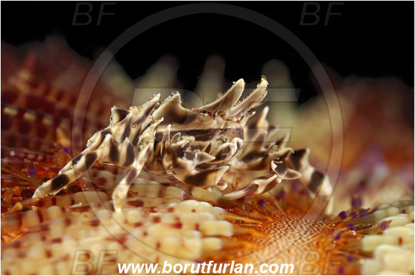 Alor, Indonesia, Zebrida adamsii, Zebrida, Pilumnidae, Decapoda, Zebra Urchin Crab, Crab, Crustacea, Crustacean