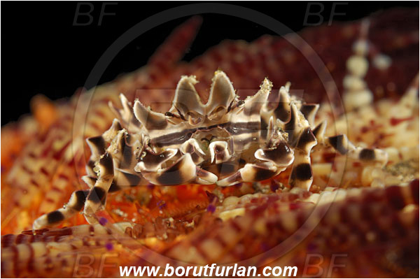 Alor, Indonesia, Zebrida adamsii, Zebrida, Pilumnidae, Decapoda, Zebra Urchin Crab, Crab, Crustacea, Crustacean