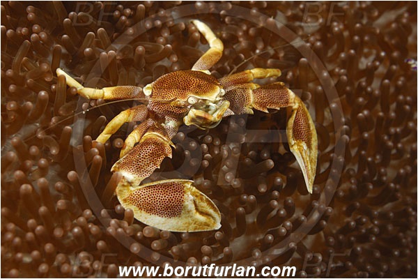 Alor, Indonesia, Neopetrolisthes maculatus, Neopetrolisthes, Porcellanidae, Decapoda, Porcelain Crab, Crab, Crustacea, Crustacean