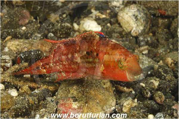 Alor, Indonesia, Pteragogus cryptus, Pteragogus, Labridae, Cryptic Wrasse, Wrasse, Fish