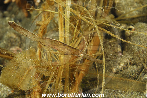 Alor, Indonesia, Solenostomus cyanopterus, Solenostomus, Solenostomidae, Robust Ghost Pipefish, Ghost Pipefish, Fish