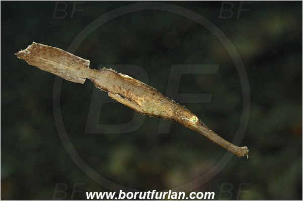 Alor, Indonesia, Solenostomus cyanopterus, Solenostomus, Solenostomidae, Robust Ghost Pipefish, Ghost Pipefish, Fish