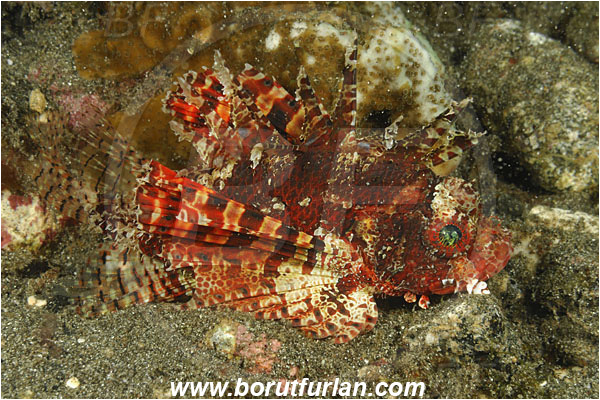 Alor, Indonesia, Dendrochirus brachypterus, Dendrochirus, Scorpaenidae, Dwarf lionfish, Lionfish, Scorpionfish, Fish