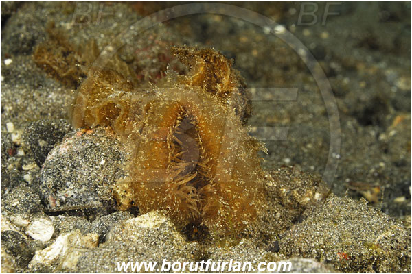 Alor, Indonesia, Melibe viridis, Melibe, Tethydidae, Nudibranch, Sea slug, Gastropoda, Mollusca, Mollusc, Feeding