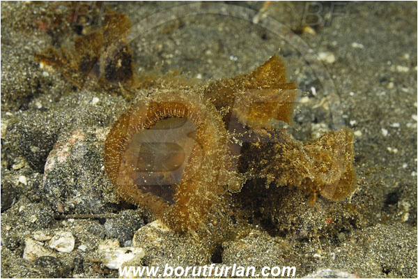Alor, Indonesia, Melibe viridis, Melibe, Tethydidae, Nudibranch, Sea slug, Gastropoda, Mollusca, Mollusc, Feeding
