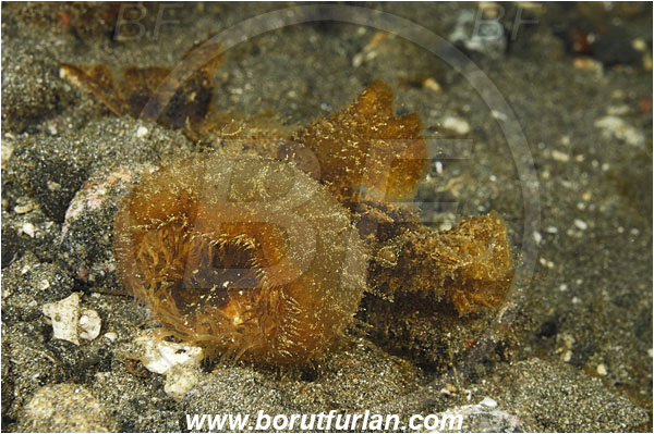 Alor, Indonesia, Melibe viridis, Melibe, Tethydidae, Nudibranch, Sea slug, Gastropoda, Mollusca, Mollusc, Feeding