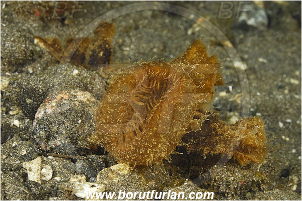 Alor, Indonesia, Melibe viridis, Melibe, Tethydidae, Nudibranch, Sea slug, Gastropoda, Mollusca, Mollusc, Feeding