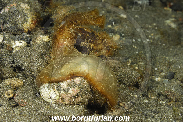 Alor, Indonesia, Melibe viridis, Melibe, Tethydidae, Nudibranch, Sea slug, Gastropoda, Mollusca, Mollusc, Feeding