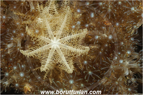 Pantar, Alor, Indonesia, Xenia sp., Xenia, Xeniidae, Feathery soft coral, Soft coral, Coral, Cnidaria, Cnidarian, Abstract