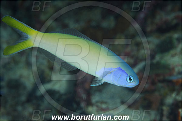 Pantar, Alor, Indonesia, Hoplolatilus starcki, Hoplolatilus, Malacanthidae, Stark