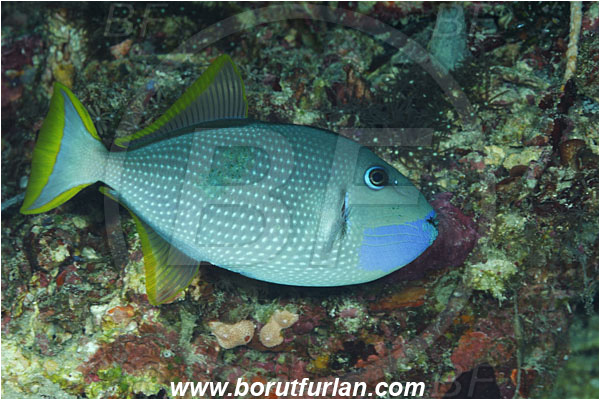 Pantar, Alor, Indonesia, Xanthichthys auromarginatus, Xanthichthys, Balistidae, Gilded Triggerfish, Blue Jaw Triggerfish, Triggerfish, Fish