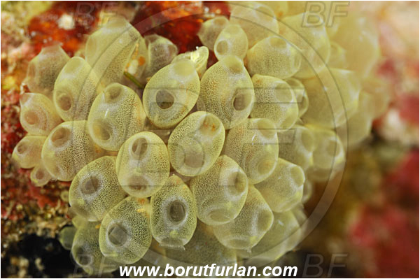 Pantar, Alor, Indonesia, Perophora modificata, Perophora, Kott
