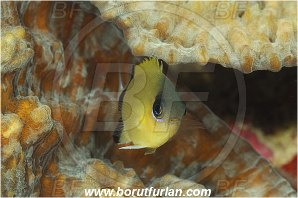 Pantar, Alor, Indonesia, Chromis retrofasciata, Chromis, Pomacentridae, Black-bar chromis, Damselfish, Fish