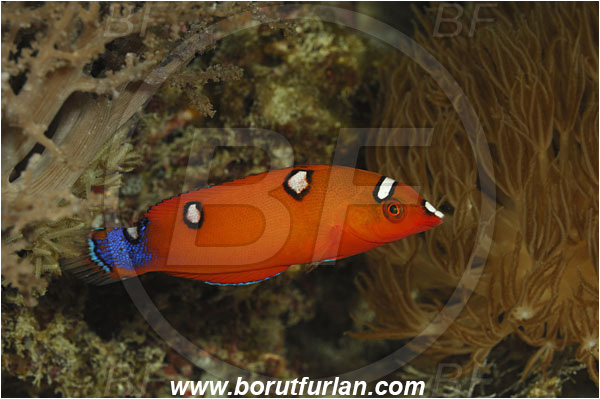 Pantar, Alor, Indonesia, Coris gaimard, Coris, Labridae, African coris, Wrasse, Fish, Juvenile