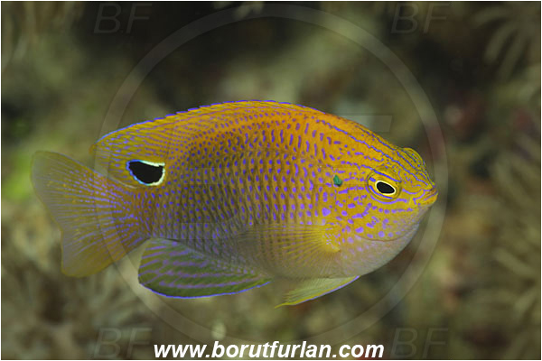 Pantar, Alor, Indonesia, Pomacentrus vaiuli, Pomacentrus, Pomacentridae, Ocellate Damselfish, Princess Damselfish, Damselfish, Fish