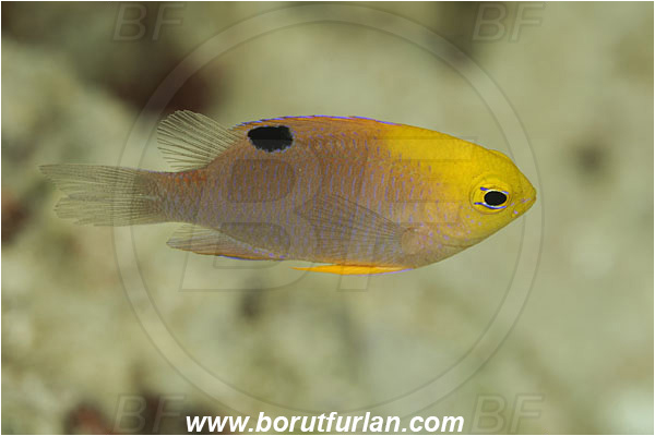 Pantar, Alor, Indonesia, Chrysiptera talboti, Chrysiptera, Pomacentridae, Talbot