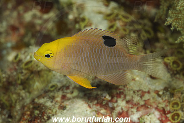Pantar, Alor, Indonesia, Chrysiptera talboti, Chrysiptera, Pomacentridae, Talbot