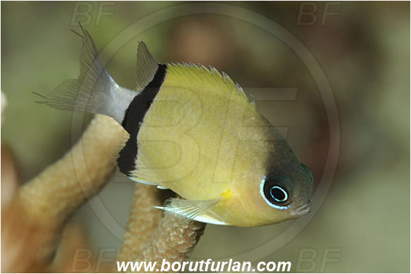 Pantar, Alor, Indonesia, Chromis retrofasciata, Chromis, Pomacentridae, Black-bar chromis, Damselfish, Fish