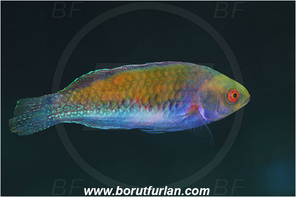 Pantar, Alor, Indonesia, Cirrhilabrus aurantidorsalis, Cirrhilabrus, Labridae, Orangeback Fairy-wrasse, Wrasse, Fish