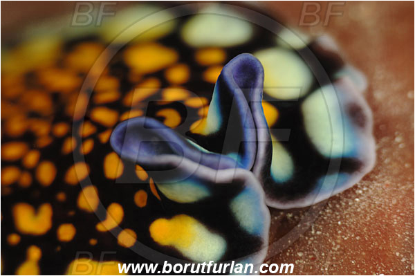 Pantar, Alor, Indonesia, Pseudoceros lindae, Pseudoceros, Pseudocerotidae, Tiger flatworm, Flatworm, Platyhelminthes, Portrait