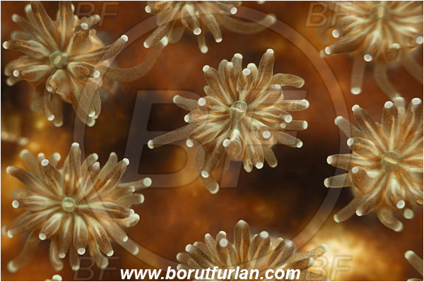 Pantar, Alor, Indonesia, Unidentified, Anthozoa, Cnidaria, Cnidarian, Porites Coral, Coral, Abstract