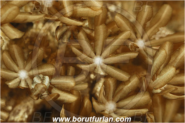 Pantar, Alor, Indonesia, Sansibia sp., Sansibia, Xeniidae, Feathery soft coral, Soft coral, Coral, Cnidaria, Cnidarian, Abstract
