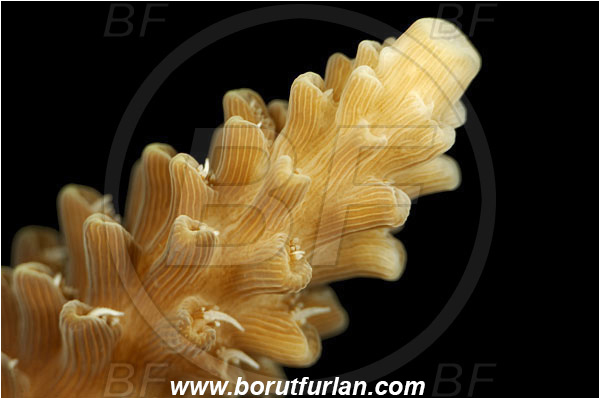 Pantar, Alor, Indonesia, Acropora sp., Acropora, Acroporidae, Hard Coral, Coral, Anthozoa, Cnidaria, Cnidarian, Abstract